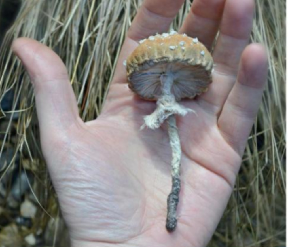 Whimsical mushroom soft sculpture by Mister Finch.