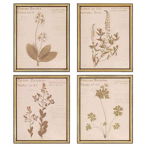 Framed botanical prints.