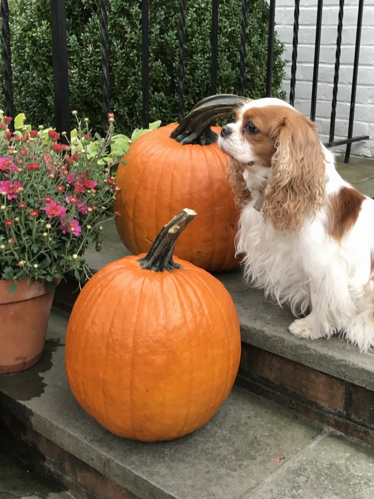 Sweet pumpkin spice spaniel with pumpkins on a porch - Pretty Pink Tulips. Pretty Pumpkin Decor and Recipes [in case you're ready to FALL in Love With Autumn]. #pumpkins #fallporch #fallinspiration