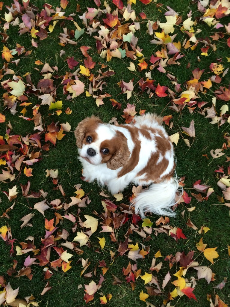 Gorgeous colorful leaves and Cavalier King Charles spaniel