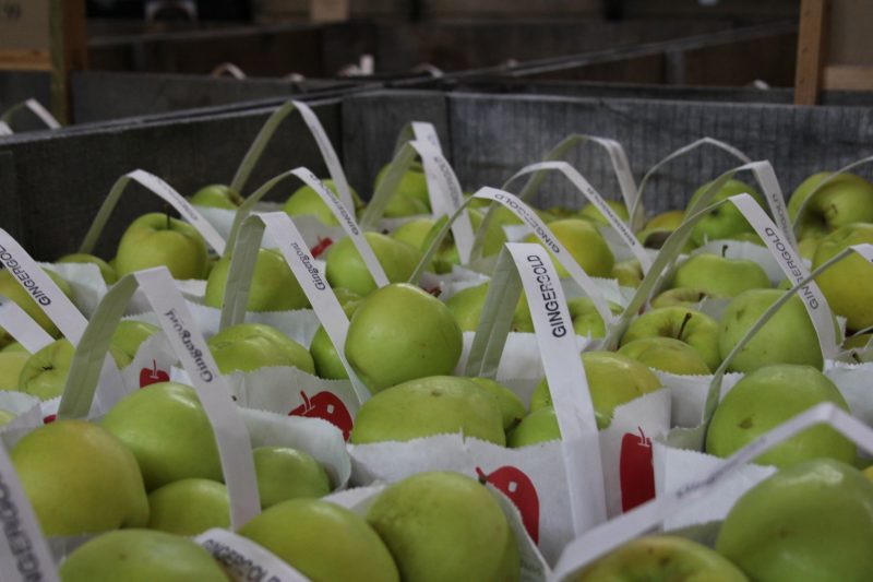 An abundance of Ginger Gold apples by Hello Lovely Studio