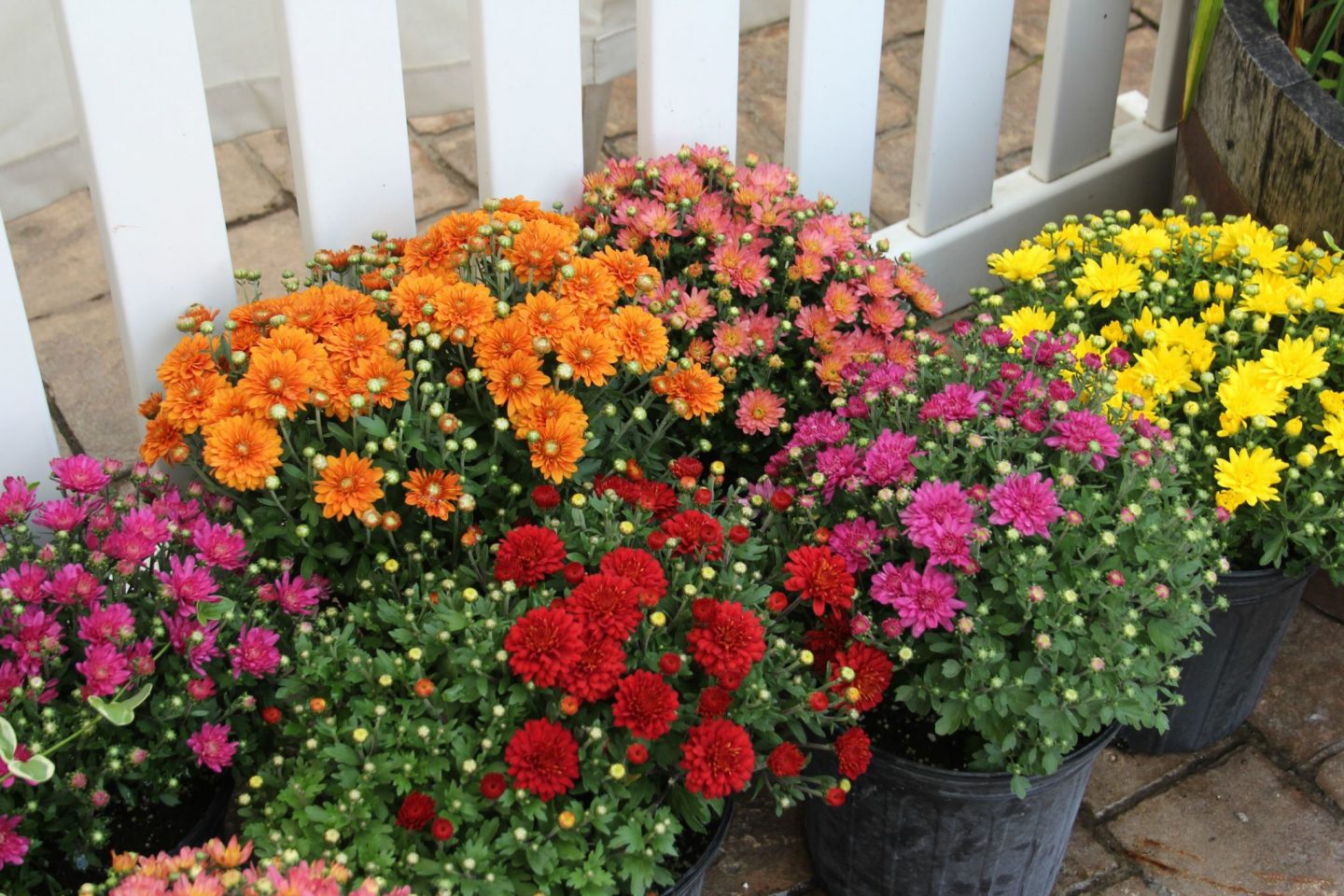 Vivid colorful mums. Fall leaves and inspiration for savoring the season. Visit 9 Lovely Ways to Savor Autumn Beauty for more beauty from the avenues of Paris to the American prairie. #hellolovelystudio #fallinspiration #autumn #ideas