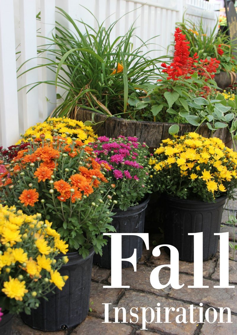 Brightly multicolored mums for fall by Hello Lovely Studio