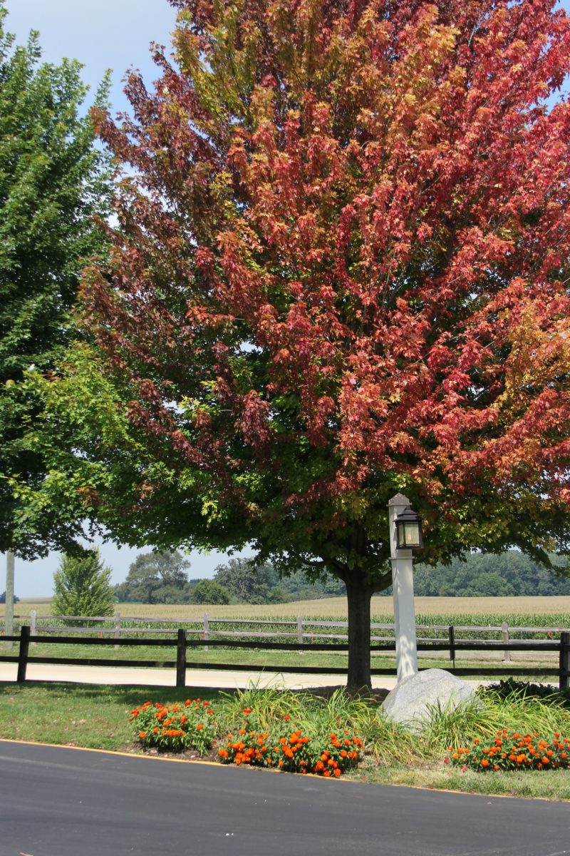 Gorgeous red leaves on fall tree on Hello Lovely Studio