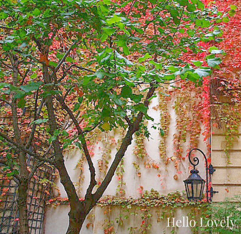 Climbing red vines on Pavillon de la Reine in Paris in fall by Hello Lovely Studio