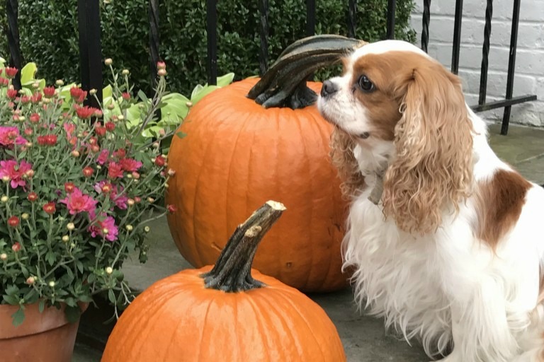 Cavalier King Charles with pumpkins and mums in fall