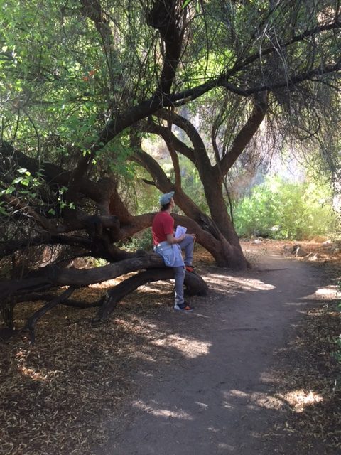 A magnificent tree and path at Boyce Thompson Arboretum by Hello Lovely Studio