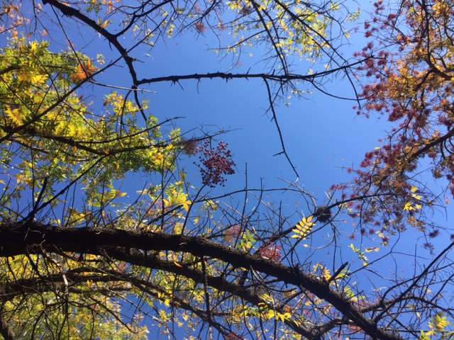 Periwinkle blue sky and yellow leaves in Arizona - Hello Lovely Studio.