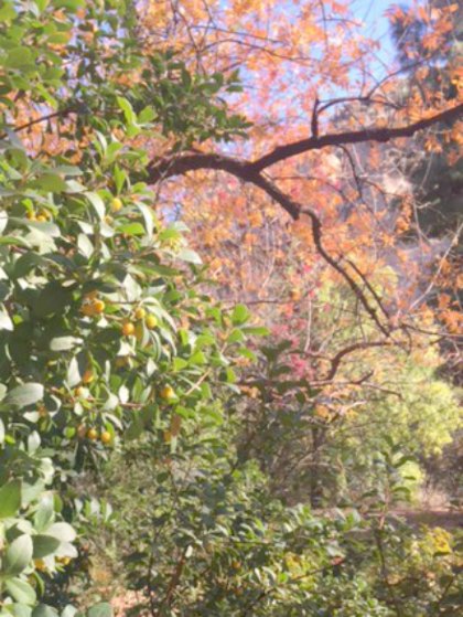 Fruit trees and winter colors at Boyce Thompson Arboretum - Hello Lovely Studio