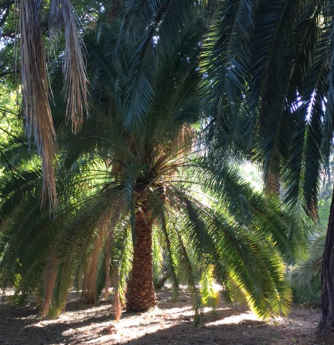 A dazzling palm in Superior, Arizona. Hello Lovely Studio. #hellolovelystudio #palmtree #arizona