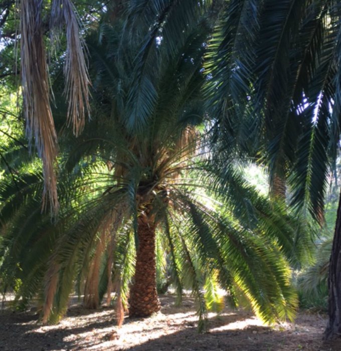 Magnificent palm in Arizona - Hello Lovely Studio.