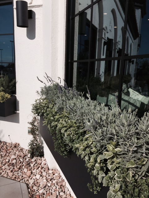 Detail of black flower box and window at #MagnoliaTable restaurant.