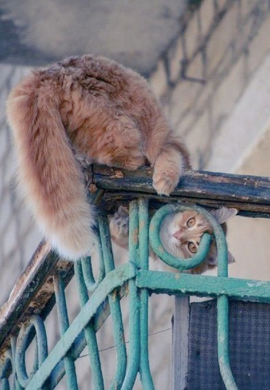 Ginger cat peeking through a turquoise painted metal balcony - Amellye. #turquoise