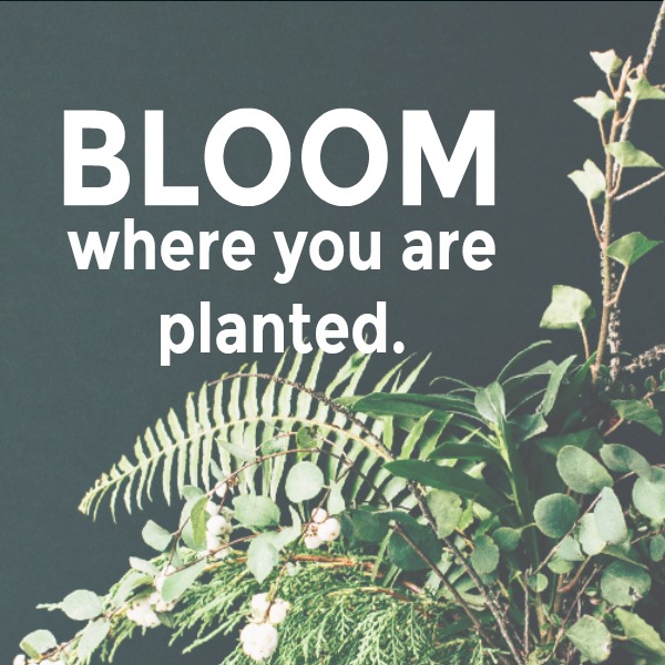 Inspiring quote of encouragement. Bloom where you are planted. Hello Lovely Studio. #bloom #hellolovelystudio #quote #encouragement