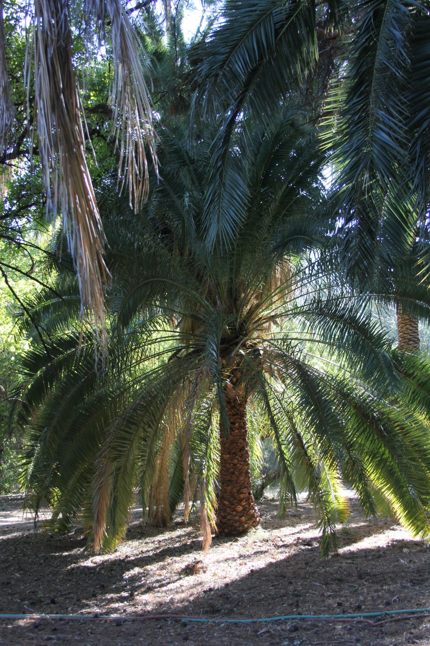 Magnificent palm tree in Boyce Thompson Arboretum in Arizona. #hellolovelystudio #palmtree