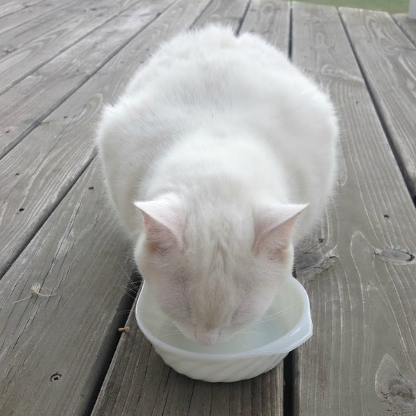 White cate drinking milk from a mikglass bowl. Hello Lovely Studio.