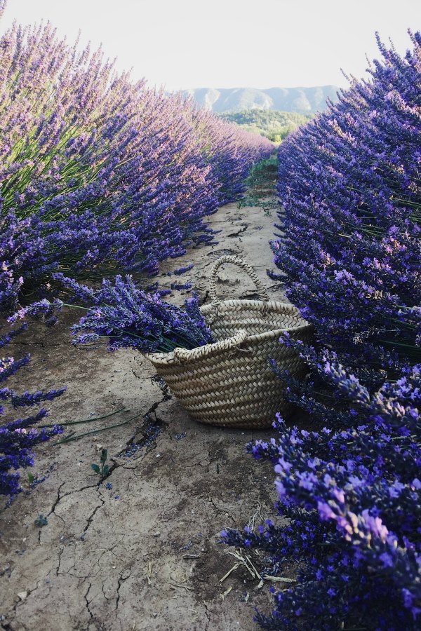 Breathtaking lavender and a French market basket from Vivi et Margot. Enjoy this house tour and ideas to get a rustic European country look! #vivietmargot #frenchlavender #marketbasket #provence