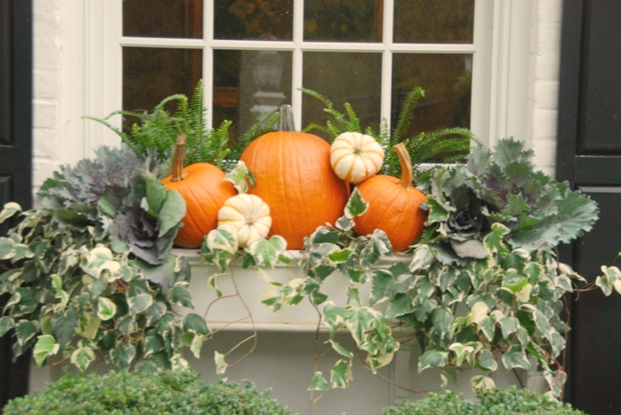 Fall window box with pumpkins. #windowbox #fall #pumpkins