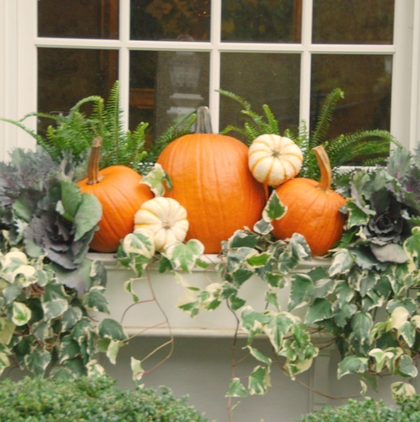 Fall window box inspiration with pumpkins and ivy. Elizabeth of Pretty Pink Tulips. #autumndecor #windowbox