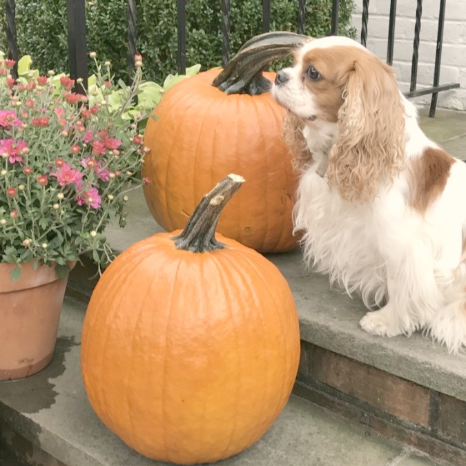 Fall inspiration with King Charles Cavalier, pumpkins, and mums. Pretty Pink Tulips blog. #fallinspiration #pumpkins #frontporchdecor #kingcharlescavalier