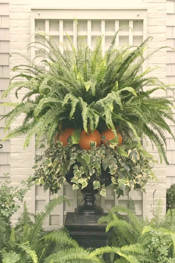 Fall planter with fern, pumpkins, and ivy. Elizabeth of Pretty Pink Tulips. #fallplanter #falldecor #ferns