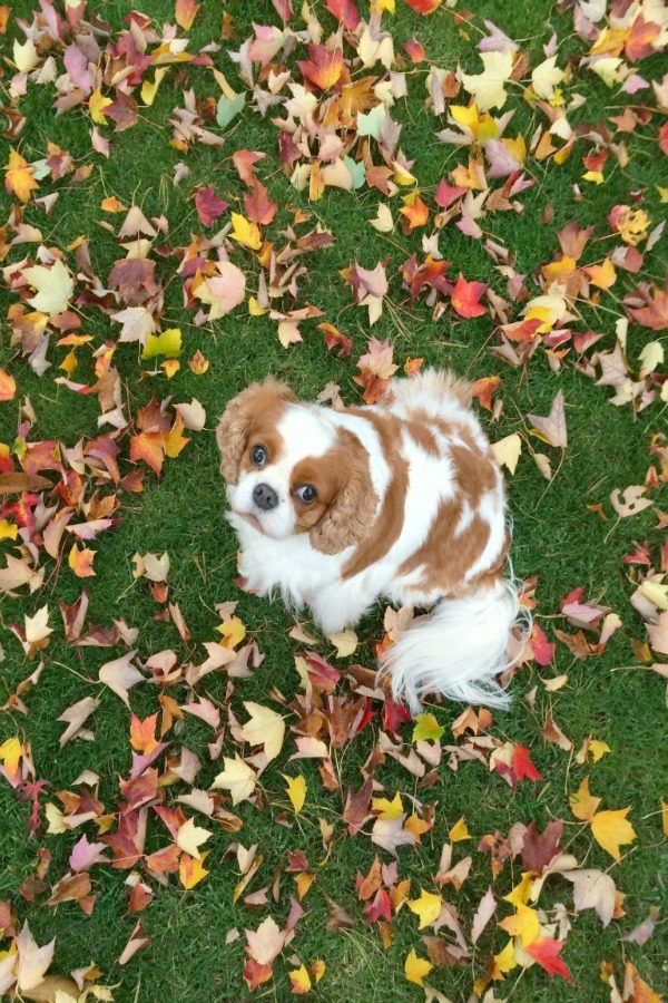 King Charles Cavalier in colorful fallen leaves. Elizabeth of Pretty Pink Tulips. #kingcharlescavalier #fallenleaves #fallinspiration