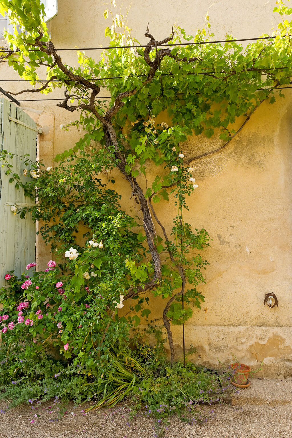 Climbing vines and glorious sunny yellow stucco exterior of a Provence villa - Haven In.