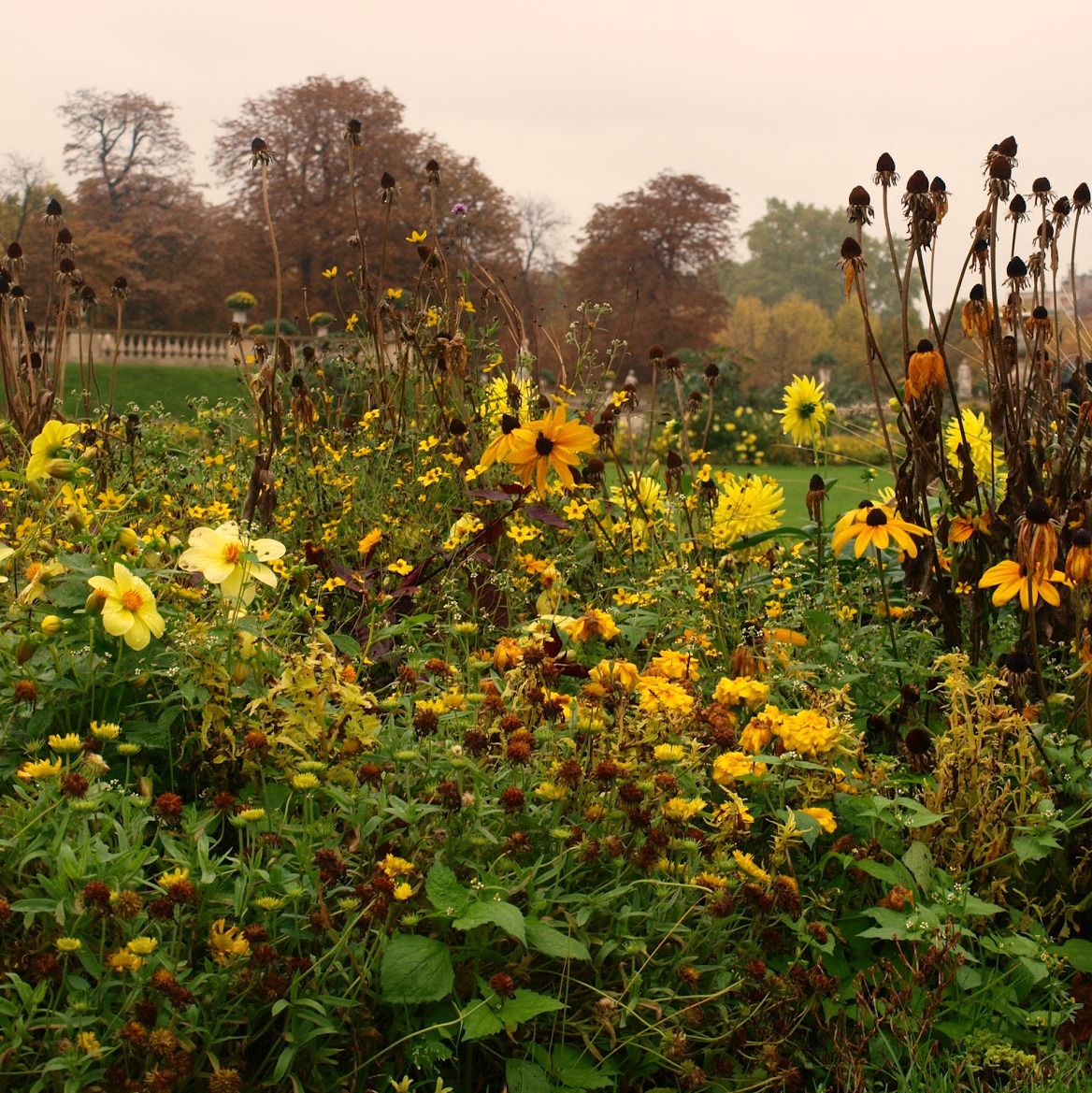 Marigold yellow in Paris. Fall leaves and inspiration for savoring the season. Visit 9 Lovely Ways to Savor Autumn Beauty for more beauty from the avenues of Paris to the American prairie. #hellolovelystudio #fallinspiration #autumn #ideas