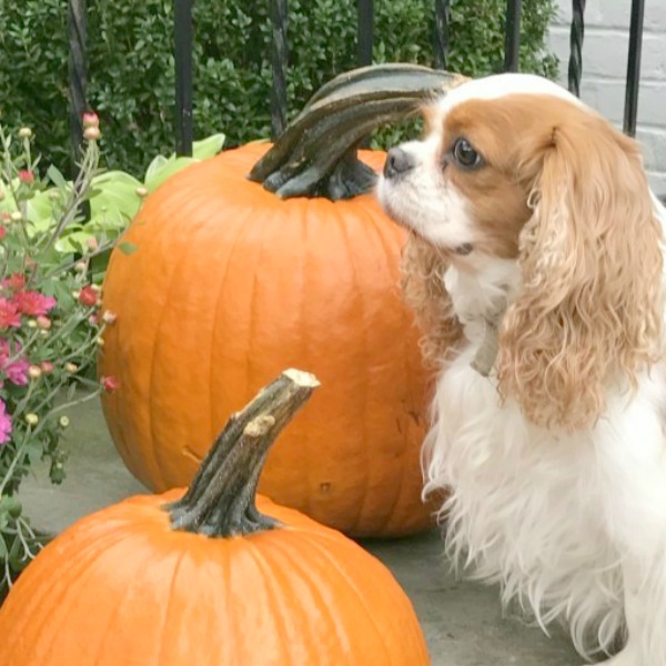King Charles Cavalier with pumpkins on front porch. #kingcharlescavalier #fall #pumpkins