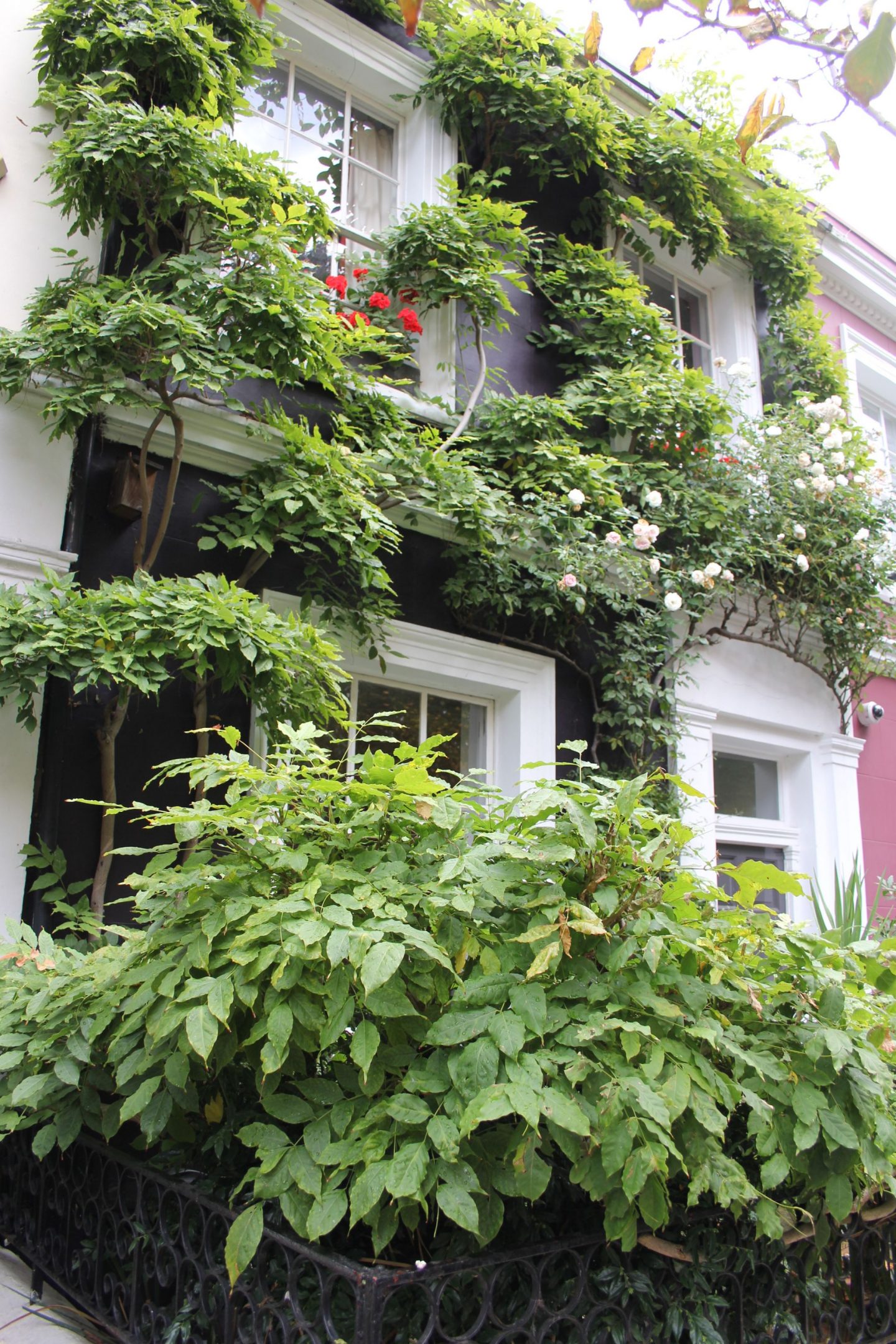 Stunning and romantic vine covered home in Notting Hill. Hello Lovely Studio. Come tour these gorgeous front doors in Notting Hill and Holland Park...certainly lovely indeed. Curb appeal and Paint Color Inspiration. Lovely London Doors & Paint Color Ideas!