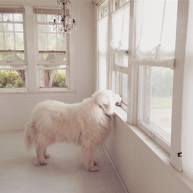 Great Pyrenees gazing out window of Nordic French white serene porch - My Petite Maison.