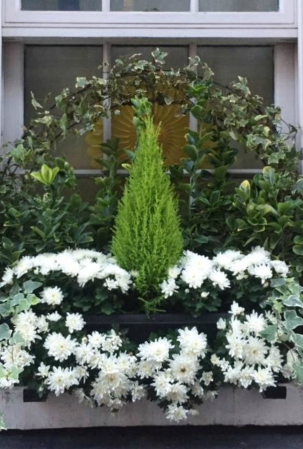 Beautiful and elegant greenery and white flowers in a window box in London - Hello Lovely Studio. #windowbox #cypress #ivy