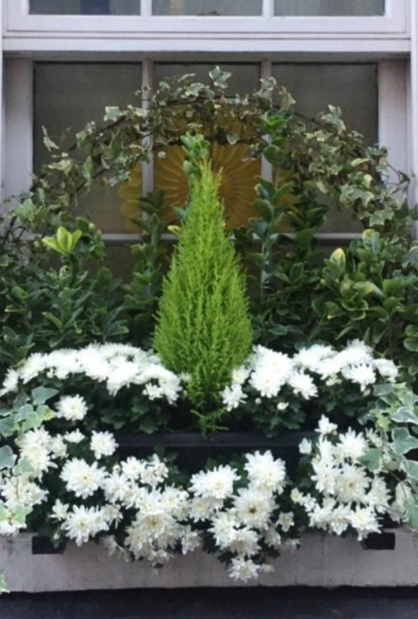 Beautifully simple and elegant garden window box in London with cypress, ivy, and mums. Hello Lovely Studio.