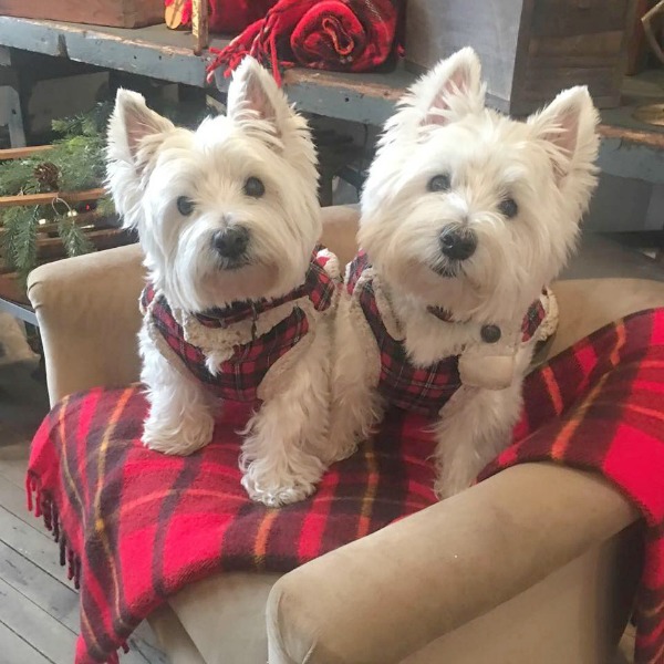 Adorable Westies in plaid jackets at Trove in Rockford, Illinois at Christmas time. Hello Lovely Studio.