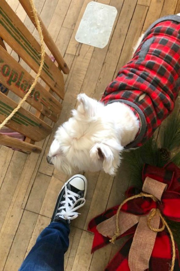 Westie in tartan, vintage aled, and my Converse sneaker. Hello Lovely Studio.