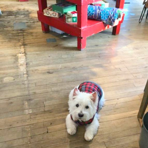 Westie in tartan. Hello Lovely Studio.