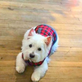 Westie in tartan! Hello Lovely Studio.