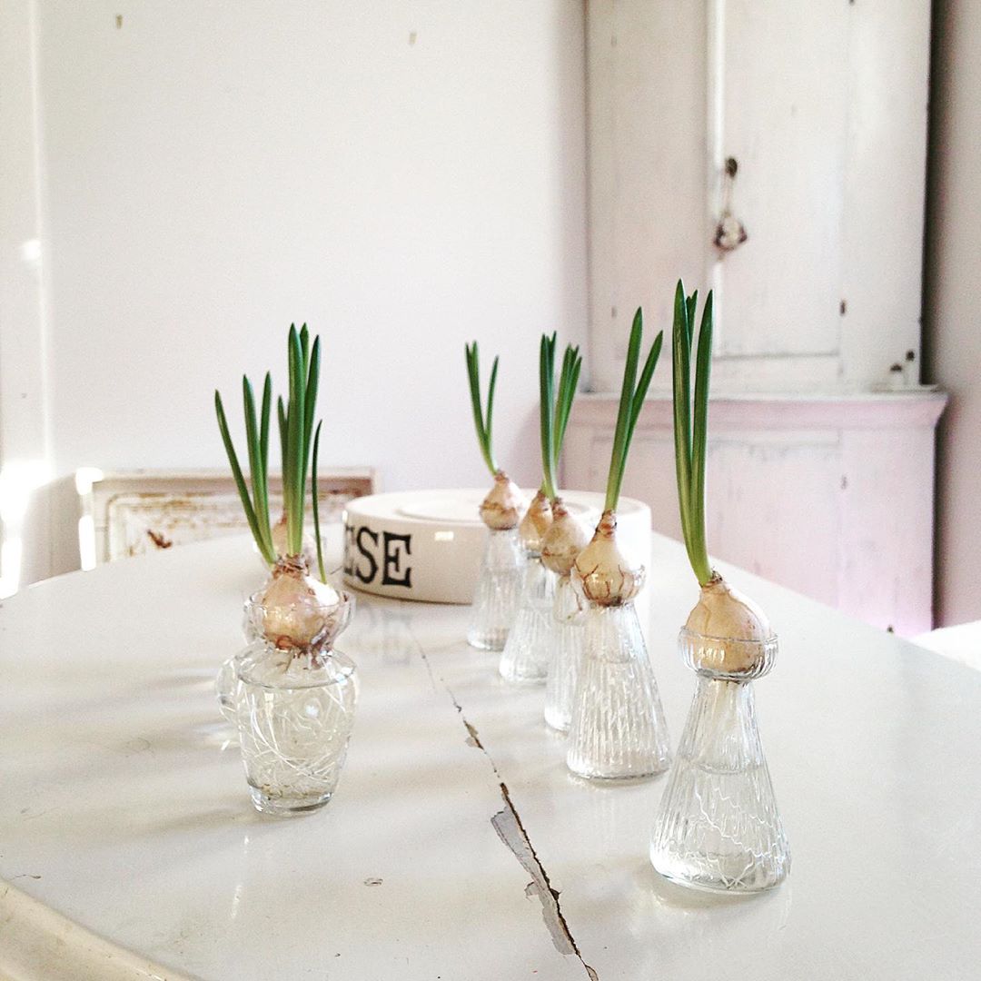 Forced bulbs in a serene all white French Nordic kitchen - My Petite Maison.