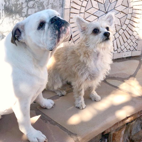 English bulldog and mixed chihuahua on a travertine bench.