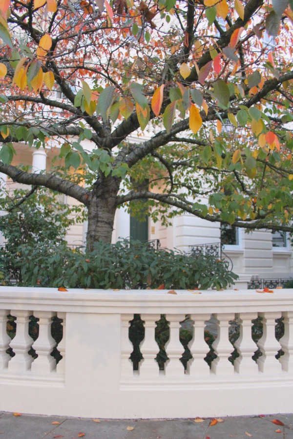 Fall tree in London garden. Notting Hill beauty, classic architecture, and inspiration from a London stroll by Hello Lovely Studio. Personal Reflections: What Does Greater Kindness to Yourself Look Like?