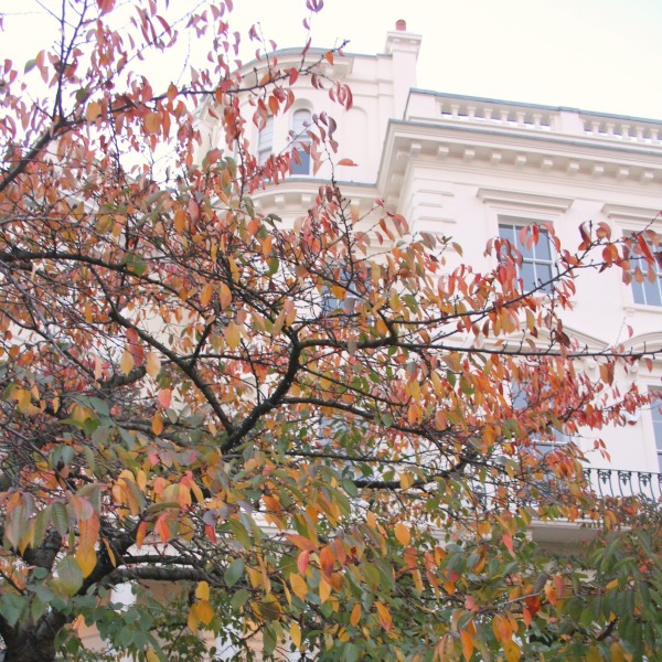 Fall leaves in London. Notting Hill beauty, classic architecture, and inspiration from a London stroll by Hello Lovely Studio. Personal Reflections: What Does Greater Kindness to Yourself Look Like?