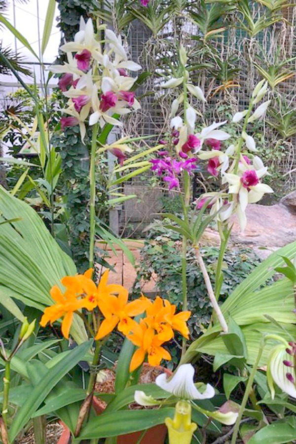 Tropical flowers and orchids in Nicholas Conservatory and Gardens in winter. Photo by Hello Lovely Studio.