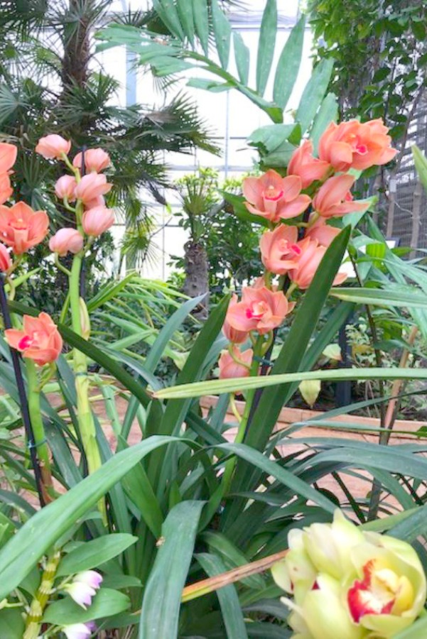 Inside a conservatory, a vibrant tropical flower blooms in winter - Hello Lovely Studio.