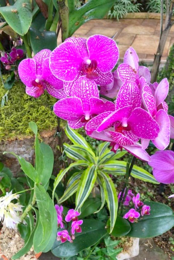 Inside a conservatory, a vibrant tropical flower blooms in winter - Hello Lovely Studio.