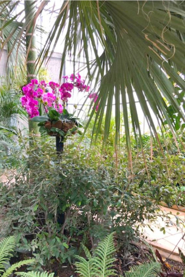 Inside a conservatory, a vibrant tropical flower blooms in winter - Hello Lovely Studio.