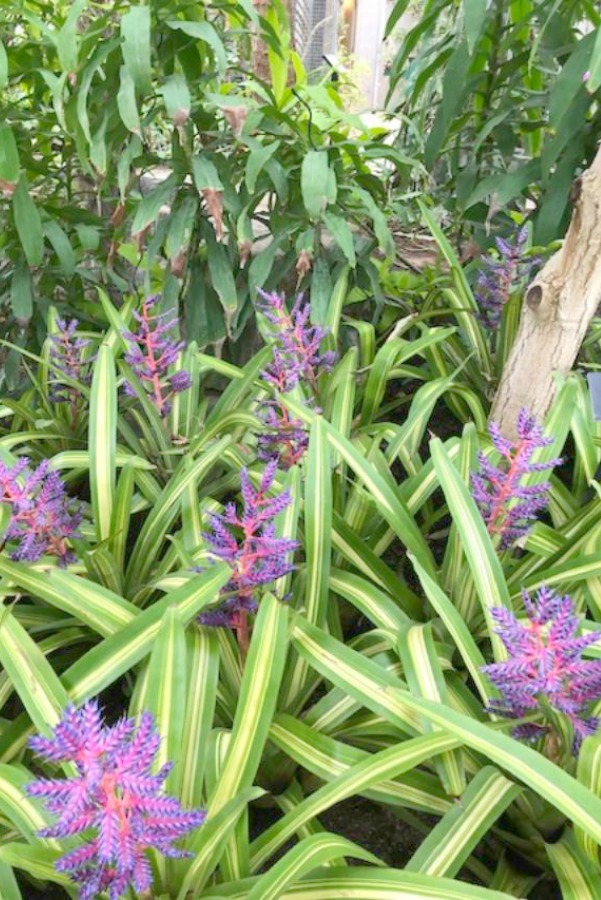 Inside a conservatory, a vibrant tropical flower blooms in winter - Hello Lovely Studio.