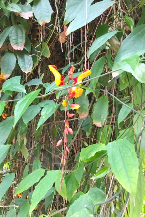 Inside a conservatory, a vibrant tropical flower blooms in winter - Hello Lovely Studio.