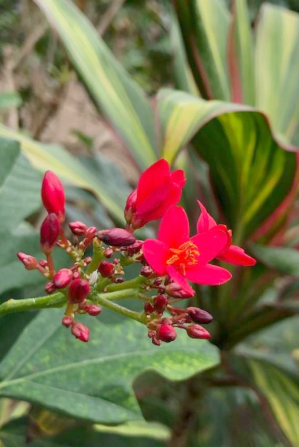 Tropical flowers and orchids in Nicholas Conservatory and Gardens in winter. Photo by Hello Lovely Studio.