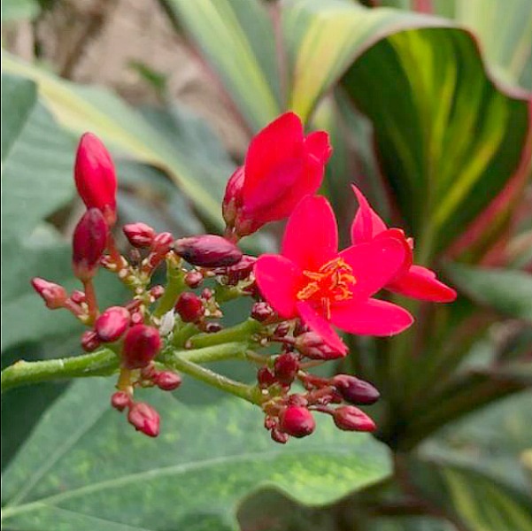 Inside a conservatory, a vibrant tropical flower blooms in winter - Hello Lovely Studio.