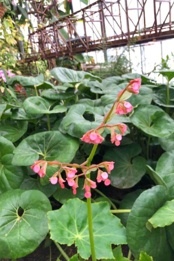 Inside a conservatory, a vibrant tropical flower blooms in winter - Hello Lovely Studio.